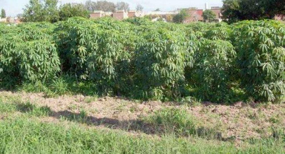 Sin agroqu�micos mejoran los rindes de la mandioca