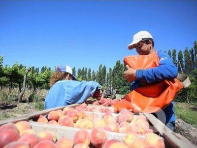 Incertidumbre por los precios que tendr� la fruta este a�o