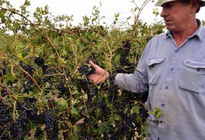 Santa Rosa: productores no cosechar�n esta temporada