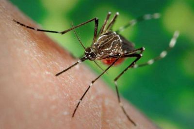 Confirman m�s de 50 casos sospechosos de dengue