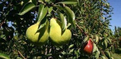 Reuni�n con el Gobierno nacional por la fruticultura