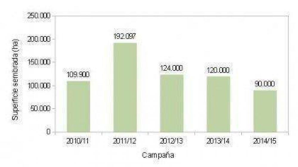 Muestra tendencia negativa la siembra de sorgo en la provincia 