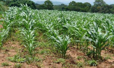 Se sembrarán 300.000 hectáreas más de maíz en la provincia