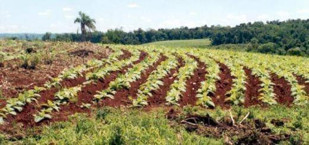 Entidades tabacaleras no inscribir�n a productores que planten solo para tener obra social