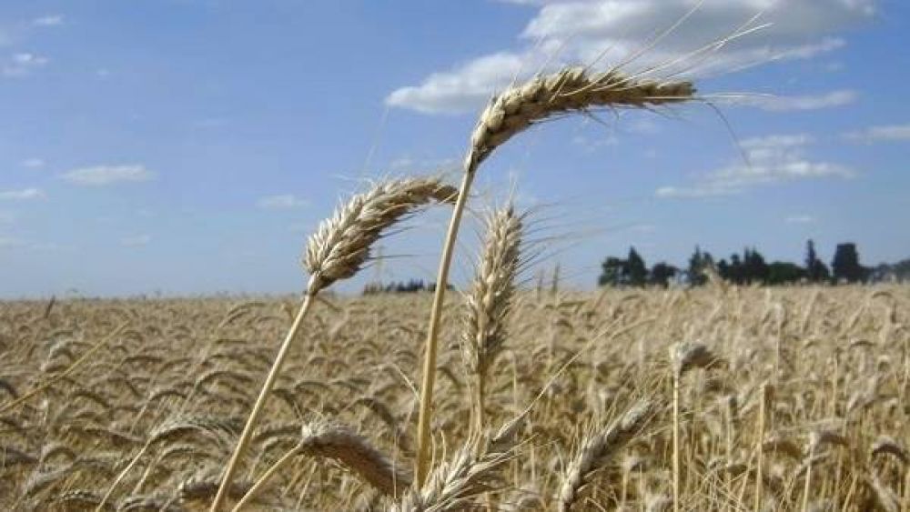 Proyectan que la cosecha de trigo va a araar las 10 millones de toneladas