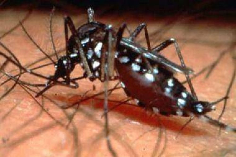 Confirman el primer caso de Dengue en Salta