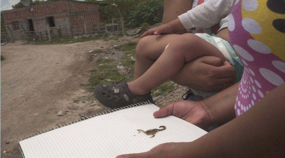 Temor en la zona de 20 de Junio por alacranes y v�boras