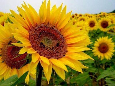 CARBAP preocupada porque contin�an las distorsiones en el mercado del trigo y el girasol