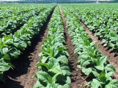 Tabacaleros quieren que el Fondo de Asistencia Social se mantenga en el 7%