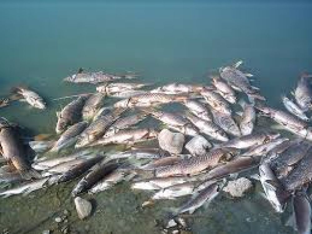 El Foro Ambiental radic� una denuncia en la justicia por la mortandad de peces