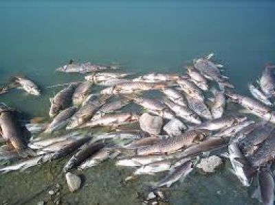 El Foro Ambiental radic� una denuncia en la justicia por la mortandad de peces