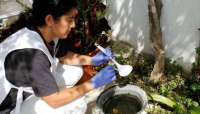 Proliferaci�n de mosquitos aumenta el riesgo sanitario