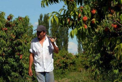 Productores de durazno industrial se quejan por la falta de precios