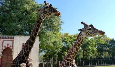 El Zoo porte�o desmiente su cierre