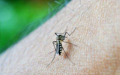 �Seguramente aparezcan casos de dengue no aut�ctonos en Mar del Plata�