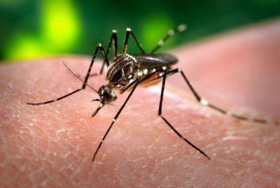 Dengue: fuerte alarma en Argentina por la epidemia en Paraguay y Brasil