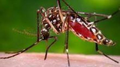 Analizan un posible nuevo caso de dengue