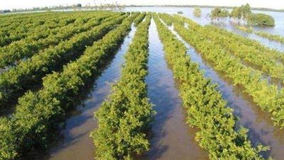 Habilitan una l�nea de cr�dito para productores afectados por inundaciones