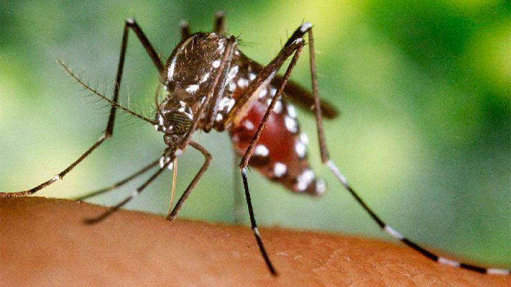 Por el dengue, Bordet convoc a los secretarios de salud de los municipios