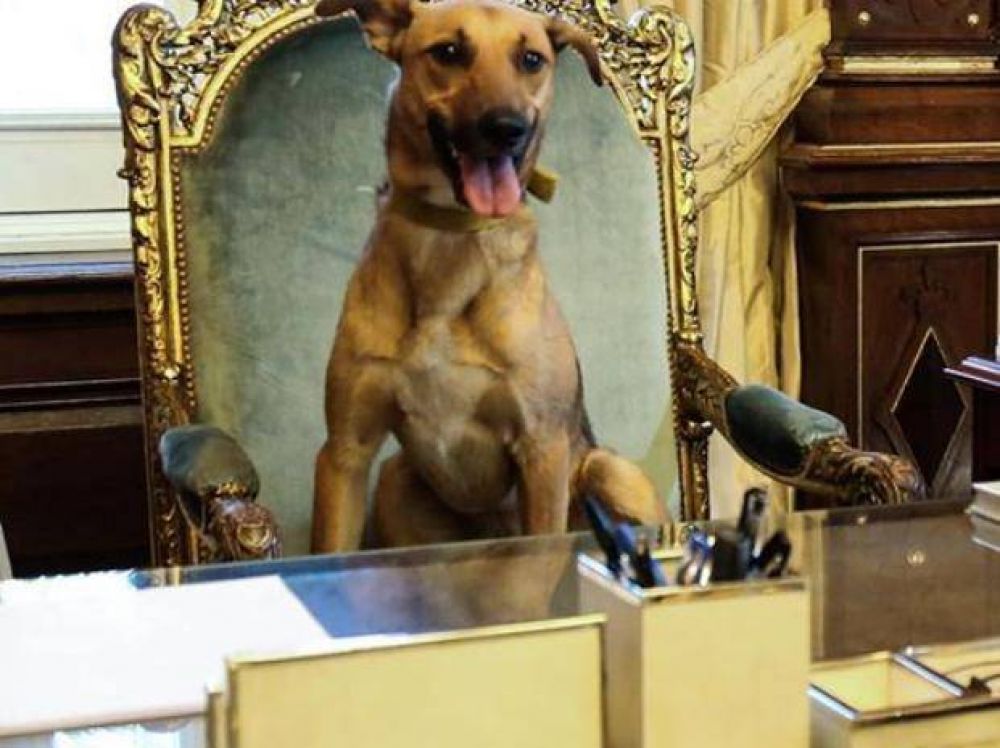 Macri festej� que su perro se subi� al Sill�n de Rivadavia