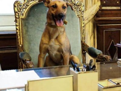 Macri festej� que su perro se subi� al Sill�n de Rivadavia