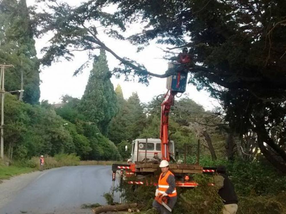 Parques y jardines contin�a con las tareas y reciben avisos por �rboles riesgosos