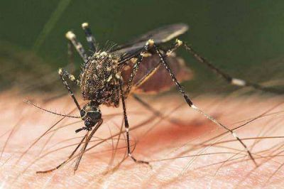 Salud confirm� el primer caso de dengue en Santiago