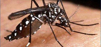 En Echeverr�a, hay cinco casos sospechosos de dengue