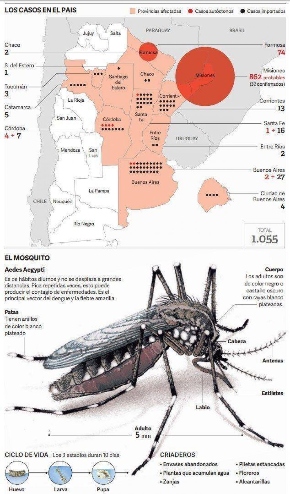 Avanza el virus del dengue y ya hay casos en Capital y el GBA