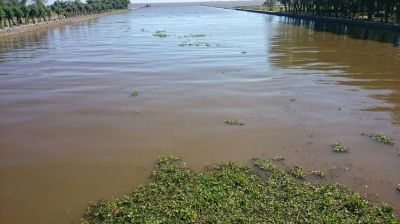 ABSA INTENSIFICA EL MONITOREO ANTE LA PRESENCIA DE CAMALOTES EN PUNTA LARA