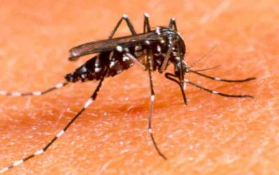 Dengue: En La Pampa est� el mosquito pero no est� infectado  