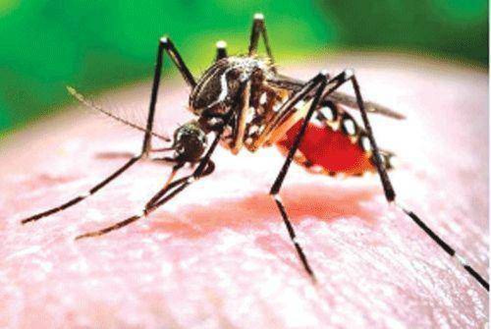 La Rioja est en alerta rojo por el posible caso positivo de dengue