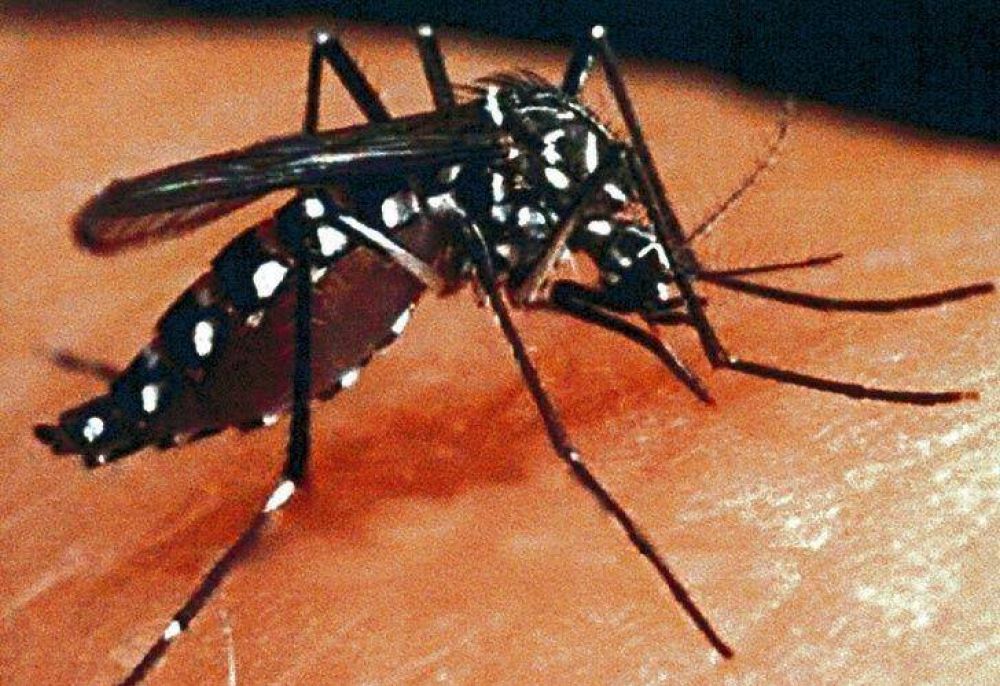 Dengue: el ministro de Salud catalog� de 