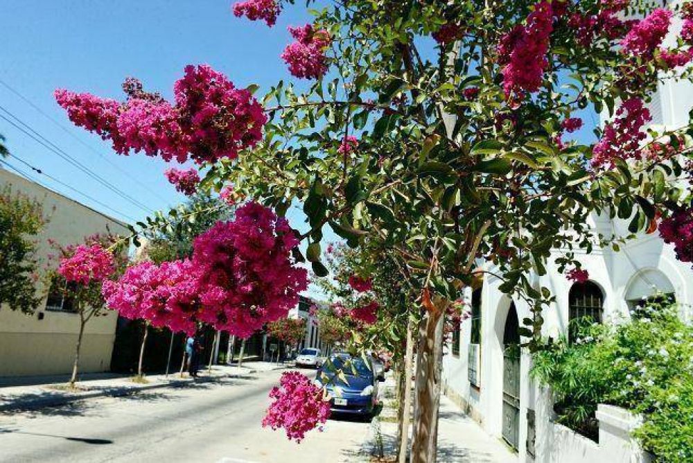 Avanza con �xito el Plan de Forestaci�n en San Fernando