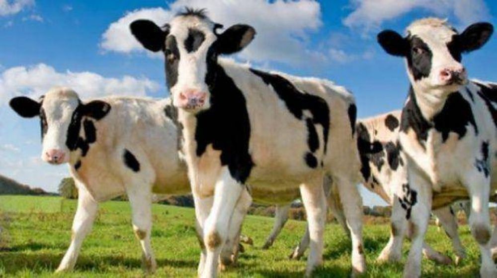 Salta vuelve al mundo: los ganaderos podr�n exportar a Europa