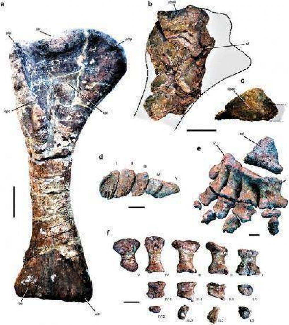 Hallan en Mendoza un dinosaurio gigante, de los m�s grandes del planeta