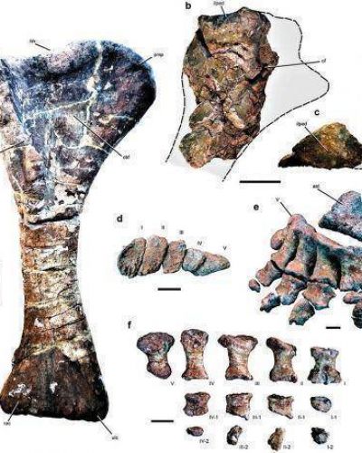 Hallan en Mendoza un dinosaurio gigante, de los m�s grandes del planeta