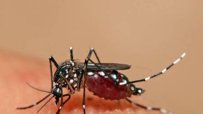 Hay m�s casos de dengue en Capital y piden ayuda a los vecinos