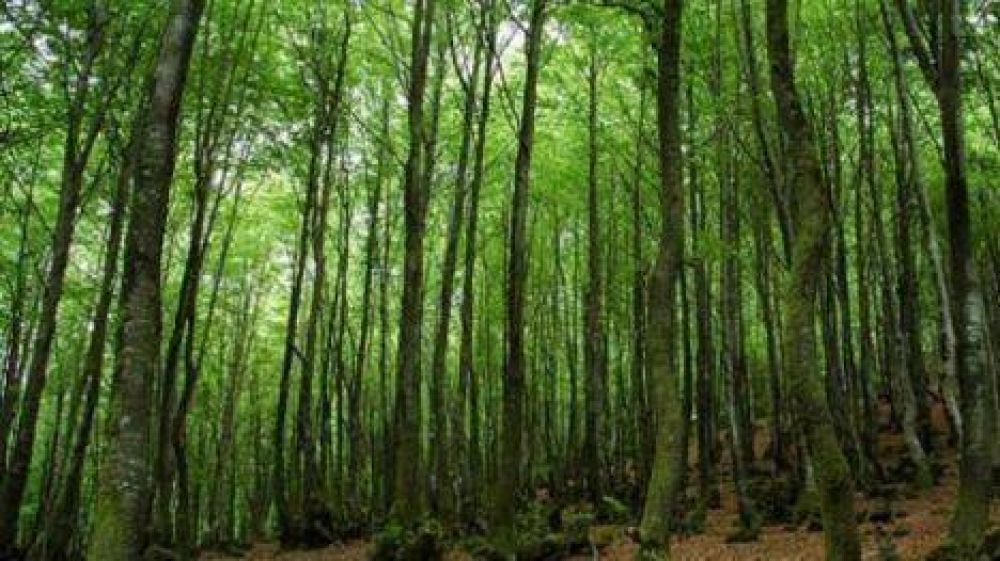 Fondos para proteger los bosques nativos
