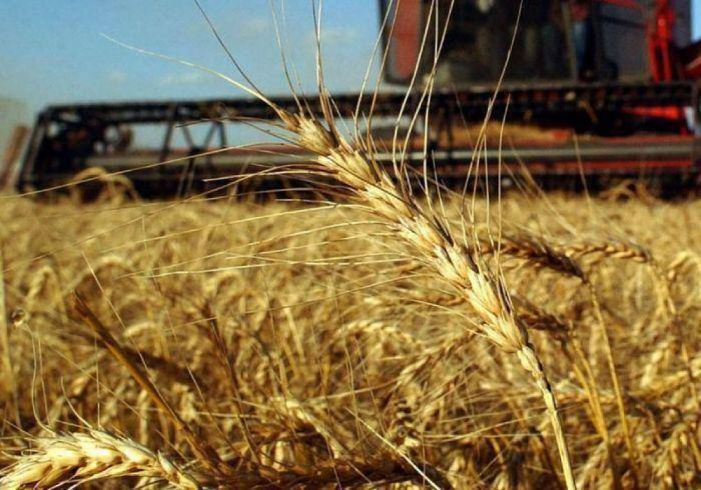 Baj casi un 30 por ciento la produccin de trigo en la provincia 