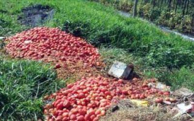 Mar del Plata: Productores tiraron 100 mil kilos de tomate