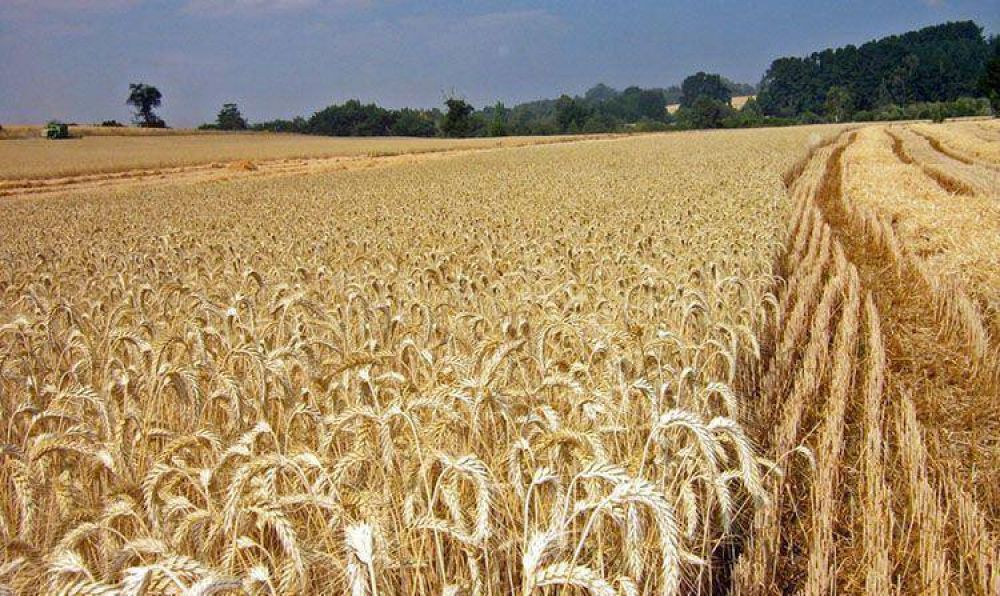 Notable expansi�n de las exportaciones de trigo y ma�z
