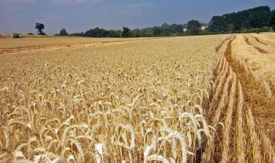 Notable expansi�n de las exportaciones de trigo y ma�z