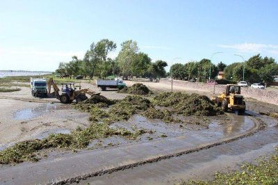 Sigue la prohibici�n de nadar en el R�o de La Plata ante presencia de camalotes