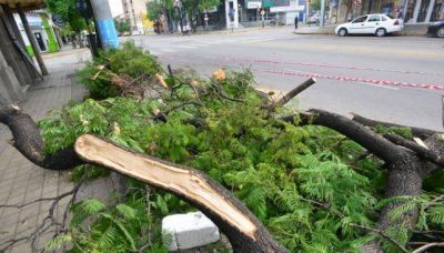 Llevar� una semana recoger �rboles ca�dos