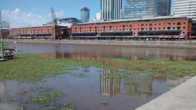 AySA alert� que podr�a faltar agua en el Conurbano a causa de los camalotes