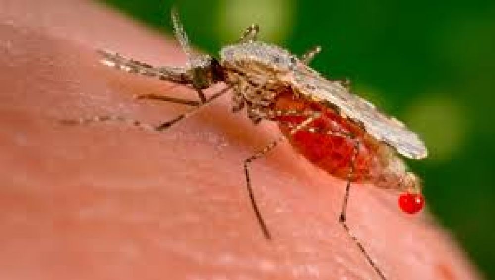 Se confirmaron dos nuevos casos de dengue en la provincia