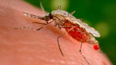 Dengue: establecen un protocolo de comunicación por la epidemia