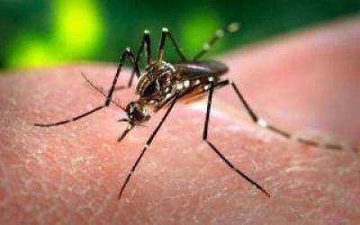 Dengue: Detectaron un caso aut�ctono en la localidad de Open Door