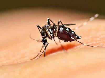 En Bah�a por ahora no hay mosquito de dengue
